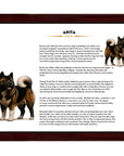 Akita-Heritage History Dog Breed Portrait