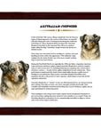 Australian Shepherd-Heritage History Dog Breed Portrait