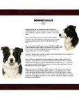 Border Collie-Heritage History Dog Breed Portrait