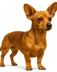 Chiweenie (Chihuahua + Dachshund)-Heritage History Dog Breed Portrait