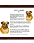 English Bulldog-Heritage History Dog Breed Portrait