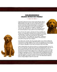 Goldendoodle (Golden Retriever + Poodle)-Heritage History Dog Breed Portrait