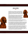 Irish Setter-Heritage History Dog Breed Portrait