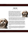 Shih Tzu-Heritage History Dog Breed Portrait
