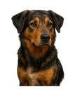 Aussiedor dog (Australian Shepherd +Labrador Retriever) with black and brown fur on a white background
