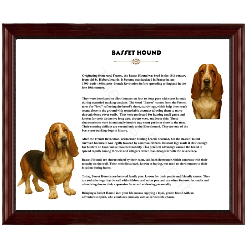 Basset Hound-Heritage History Dog Breed Portrait