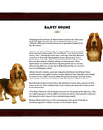 Basset Hound-Heritage History Dog Breed Portrait