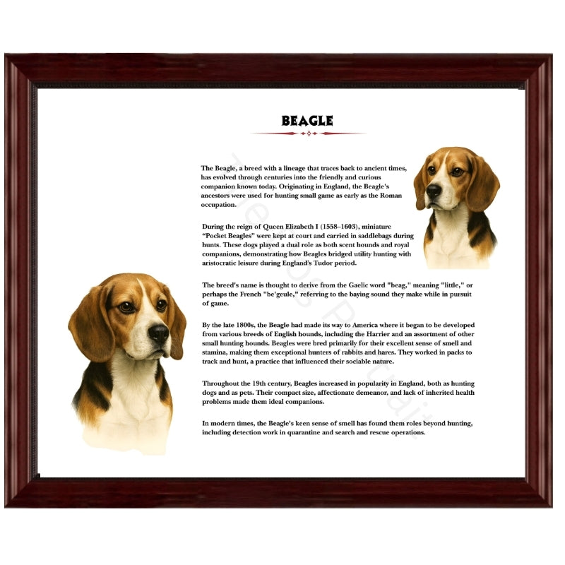 Beagle-Heritage History Dog Breed Portrait