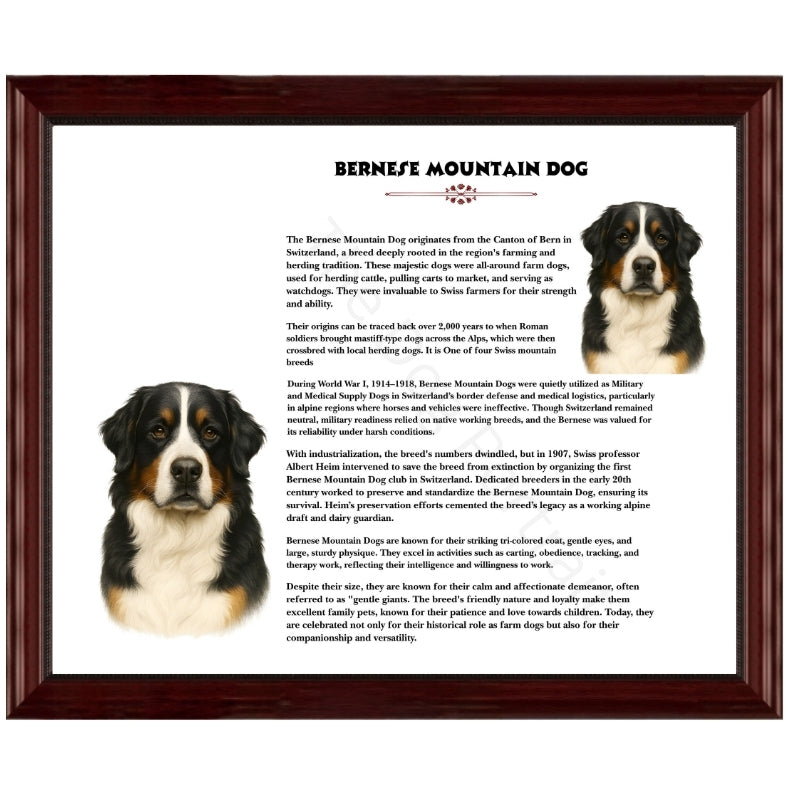 Bernese Mountain Dog-Heritage History Dog Breed Portrait