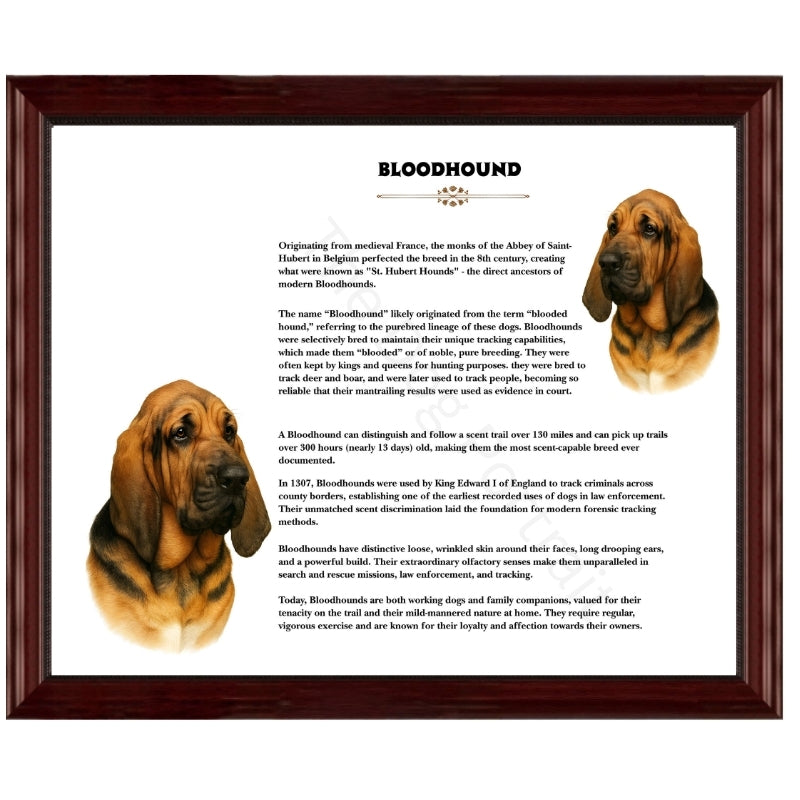 Bloodhound-Heritage History Dog Breed Portrait