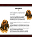 Bloodhound-Heritage History Dog Breed Portrait