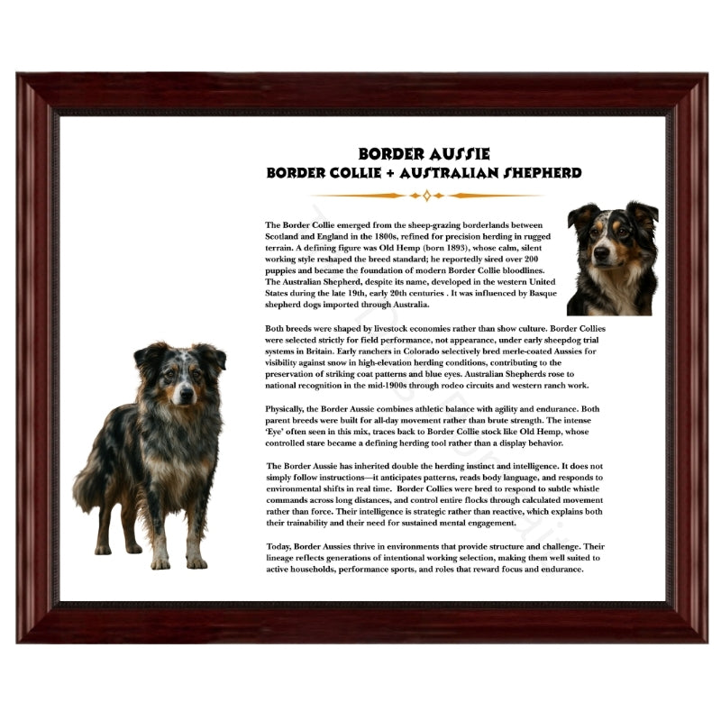 Border Aussie (Border Collie + Australian Shepherd)-Heritage History Dog Breed Portrait