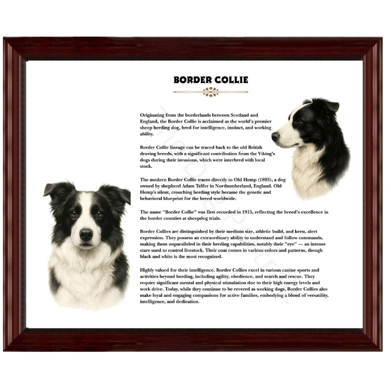 Border Collie-Heritage History Dog Breed Portrait
