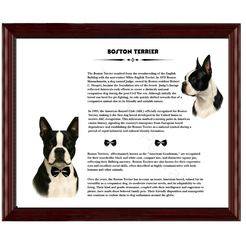 Boston Terrier-Heritage History Dog Breed Portrait