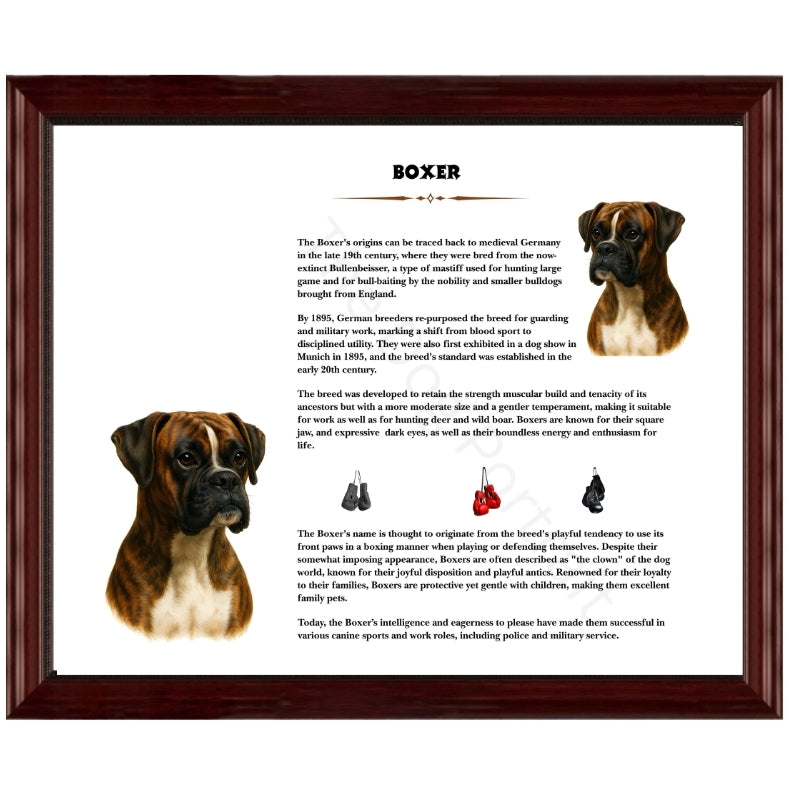 Boxer-Heritage History Dog Breed Portrait