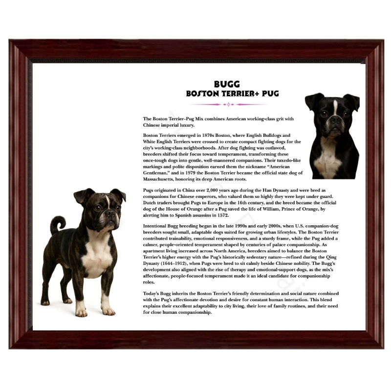 Bugg (Boston Terrier + Pug)-Heritage History Dog Breed Portrait