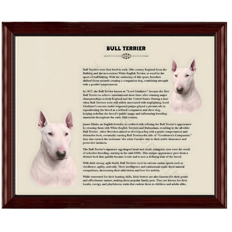 Bull Terrier-Heritage History Dog Breed Portrait