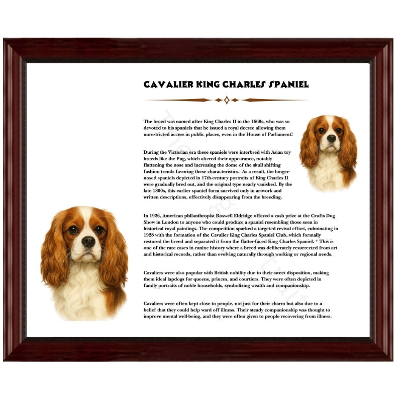 Cavalier King Charles Spaniel-Heritage History Dog Breed Portrait