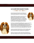 Cavalier King Charles Spaniel-Heritage History Dog Breed Portrait