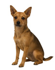  Chi-Terrier (Chihuahua+Terrier)-Heritage History Dog Breed Portrait-SITTING