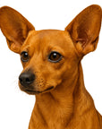 Chiweenie (Chihuahua + Dachshund)-Heritage History Dog Breed Portrait