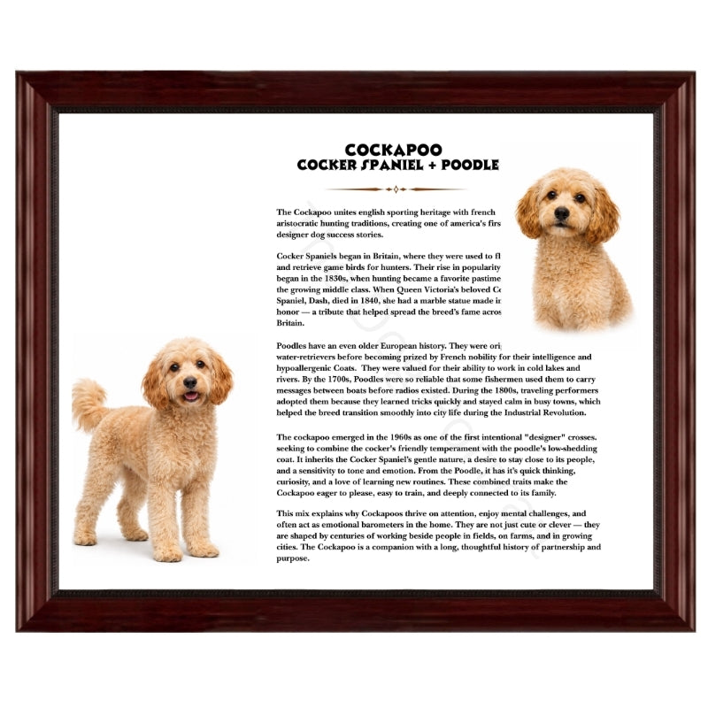 Cockapoo (Cocker Spaniel + Poodle)-Heritage History Dog Breed Portrait
