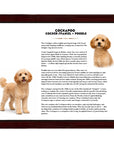Cockapoo (Cocker Spaniel + Poodle)-Heritage History Dog Breed Portrait
