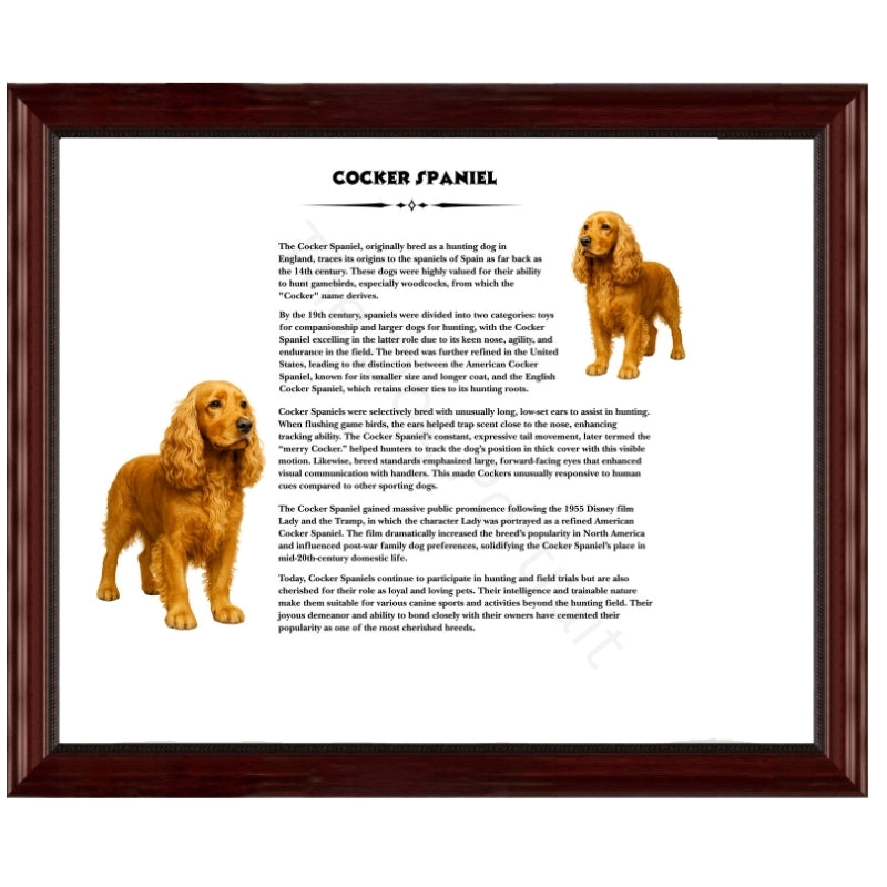 Cocker Spaniel-Heritage History Dog Breed Portrait