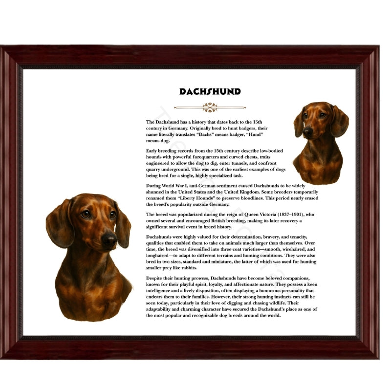 Dachshund-Heritage History Dog Breed Portrait