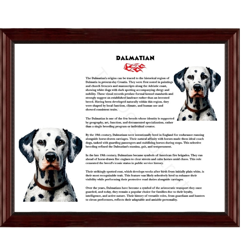 Dalmatian-Heritage History Dog Breed Portrait