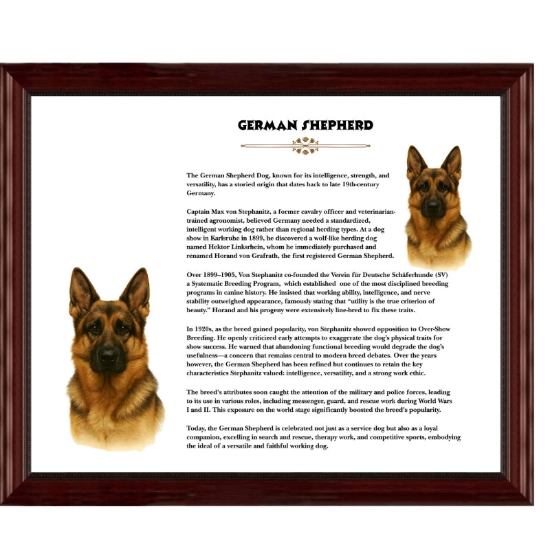 German Shepherd-Heritage History Dog Breed Portrait