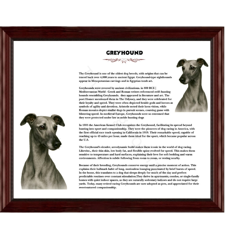 Greyhound-Heritage History Dog Breed Portrait