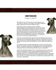 Greyhound-Heritage History Dog Breed Portrait