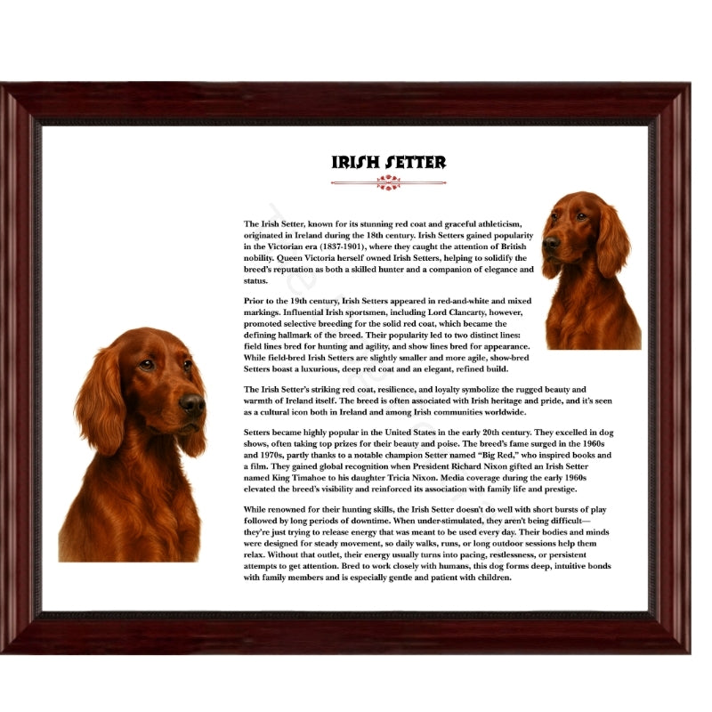  Irish Setter-Heritage History Dog Breed Portrait