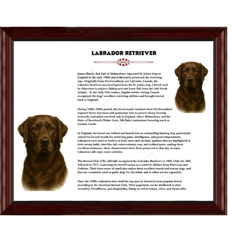 Labrador Retriever-Heritage History Dog Breed Portrait
