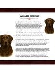 Labrador Retriever-Heritage History Dog Breed Portrait
