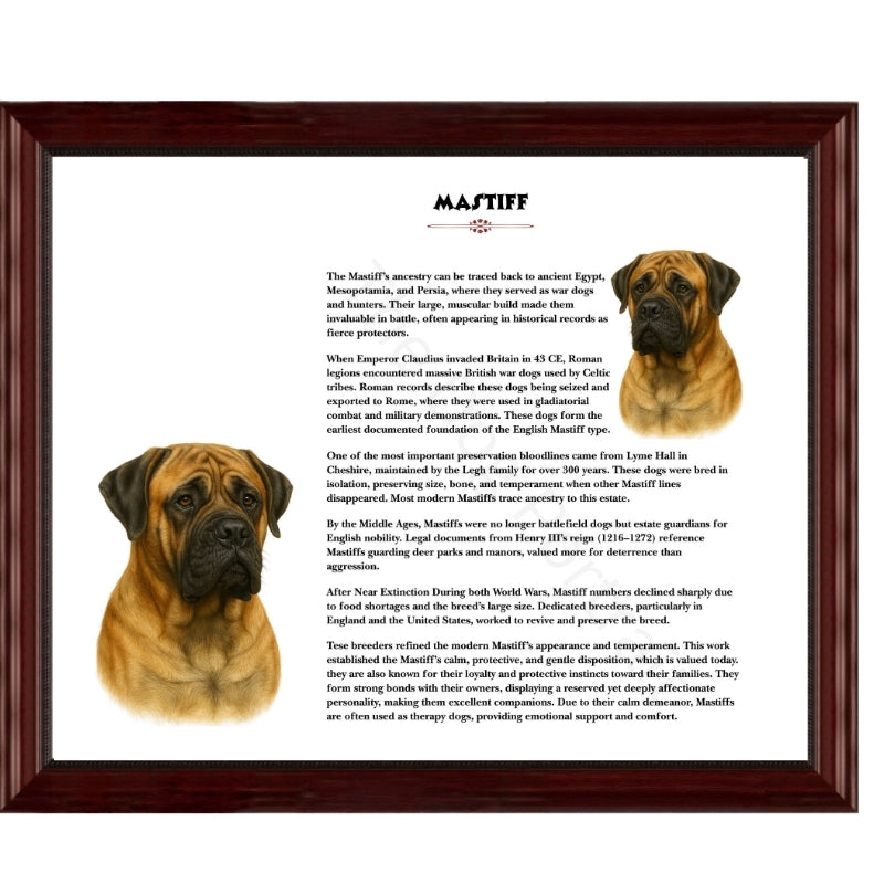Mastiff-Heritage History Dog Breed Portrait