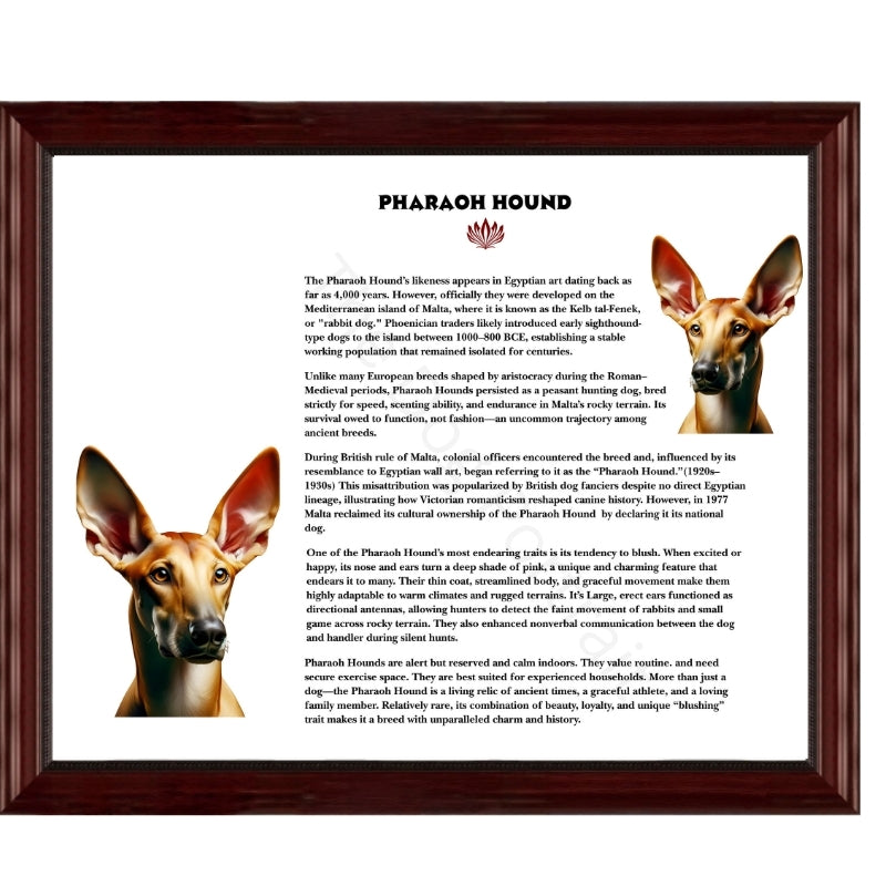 Pharaoh Hound-Heritage History Dog Breed Portrait