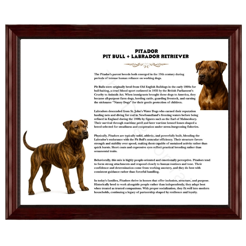 Pitador (Pitbull + Labrador Retriever)-Heritage History Dog Breed Portrait
