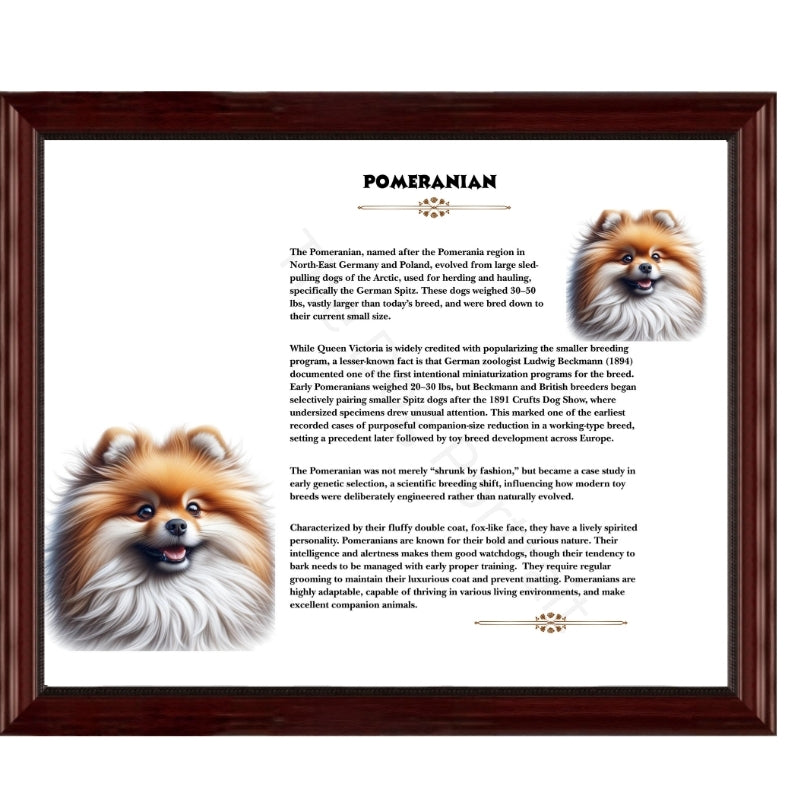 Pomeranian-Heritage History Dog Breed Portrait