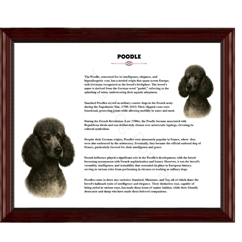 Poodle-Heritage History Dog Breed Portrait