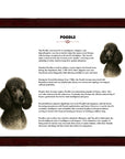 Poodle-Heritage History Dog Breed Portrait