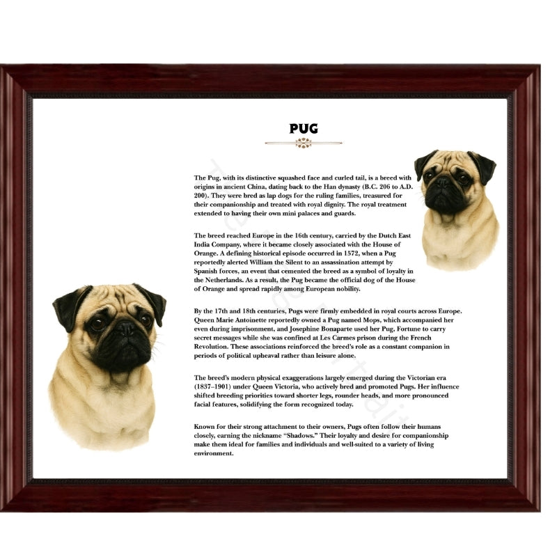 Pug-Heritage History Dog Breed Portrait