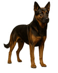 Shepweiler (German Shepherd + Rottweiler)-Heritage History Dog Breed Portrait