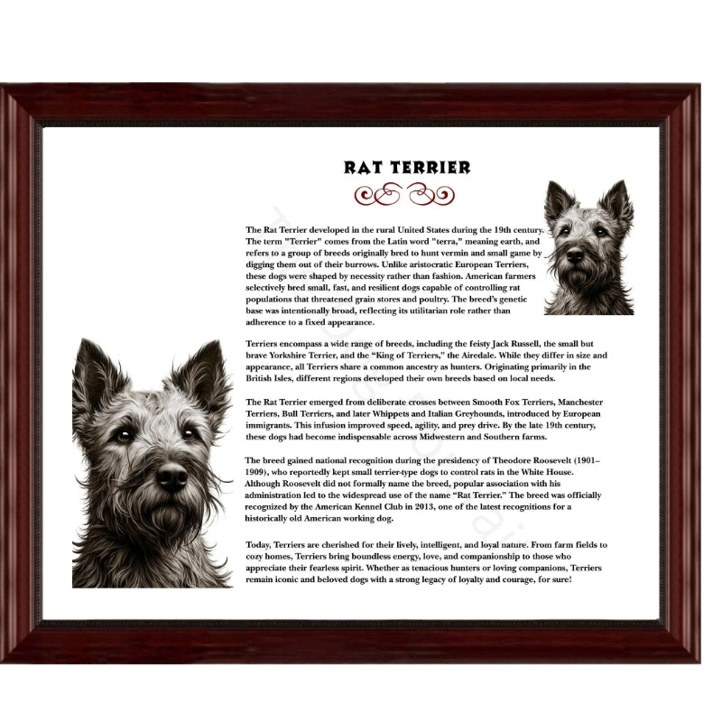Rat Terrier-Heritage History Dog Breed Portrait