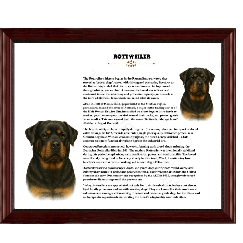Rottweiler-Heritage History Dog Breed Portrait