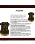 Rottweiler-Heritage History Dog Breed Portrait