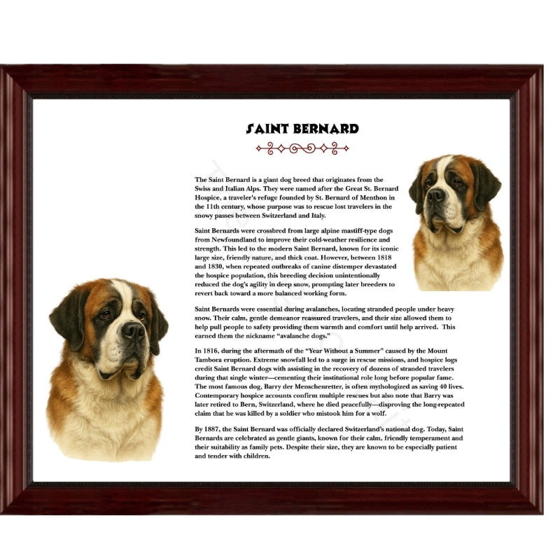 Saint Bernard-Heritage History Dog Breed Portrait