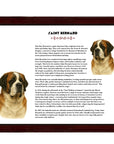 Saint Bernard-Heritage History Dog Breed Portrait