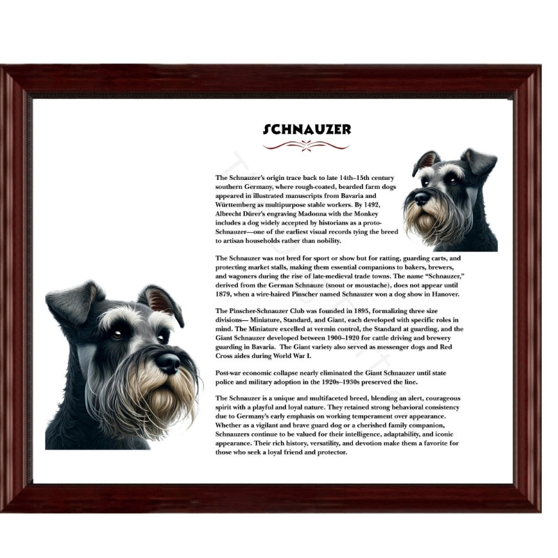 Schnauzer-Heritage History Dog Breed Portrait